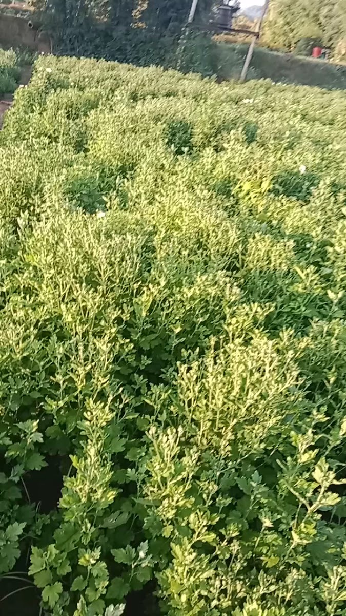 Bali Tea & Milk & Mukesh Kirana Store Singadiya