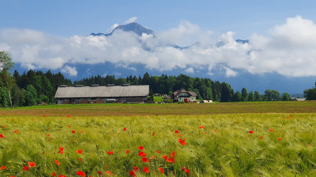 Kava Bar Piccolo - 3