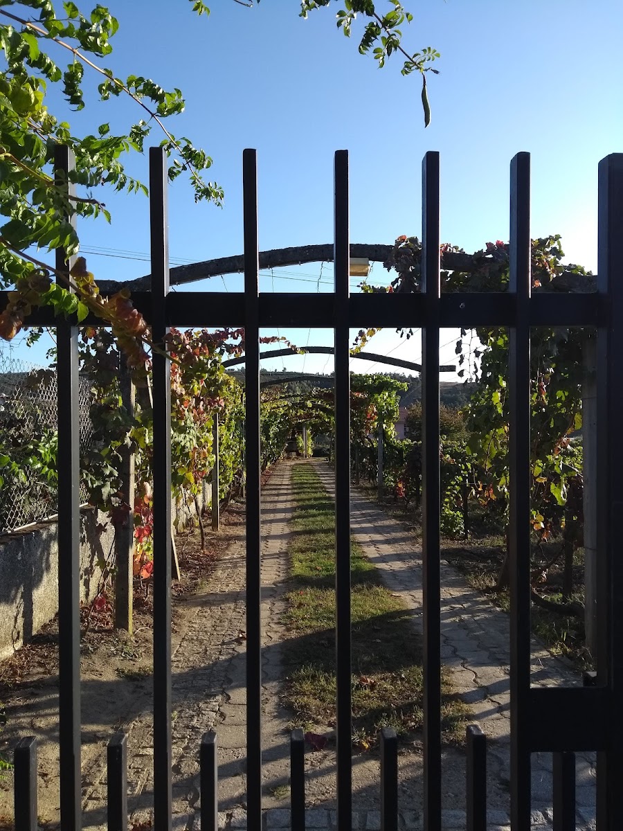 Café Central -Bujões