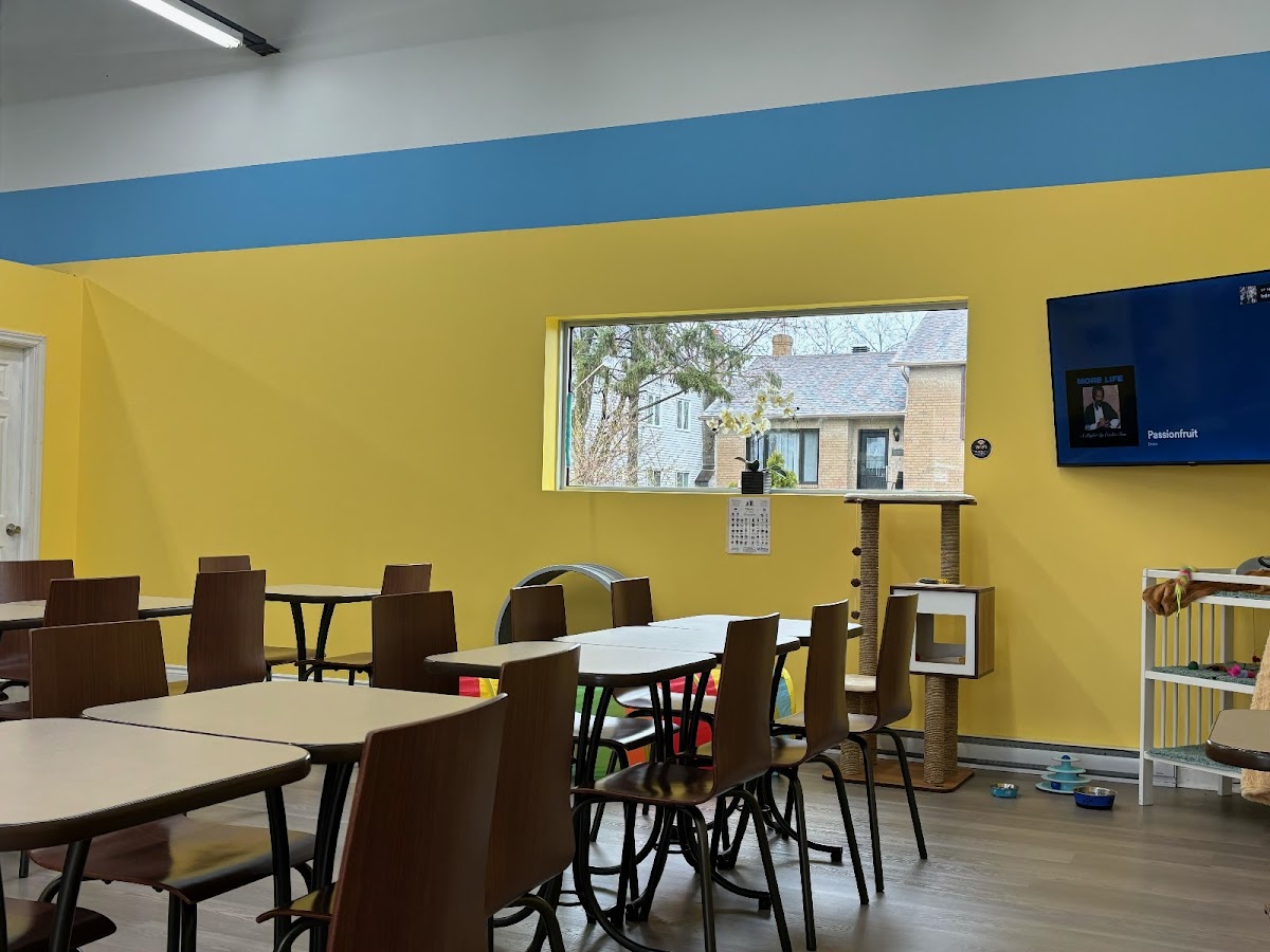 Café Cats & Friends