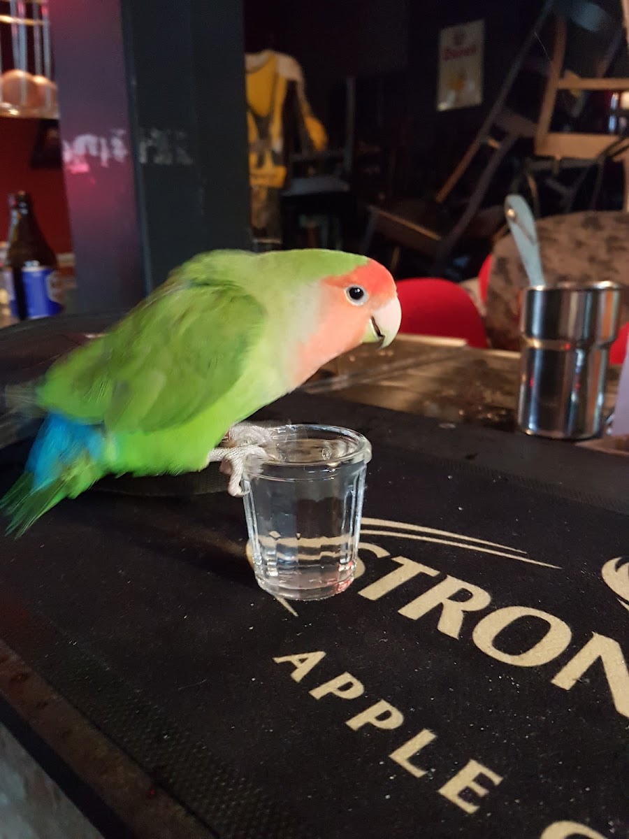 Café de Stoomtram - 4