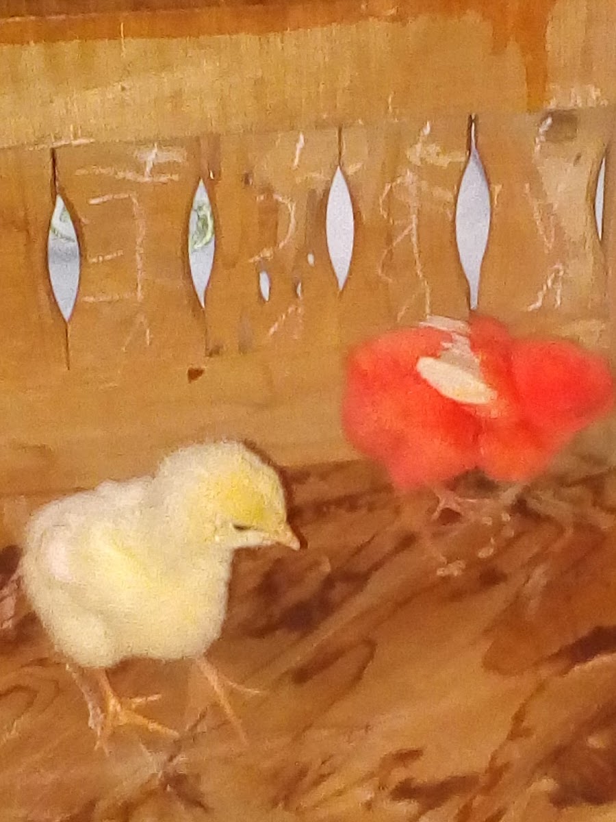 cafe ELBARAKA MARRAKECH