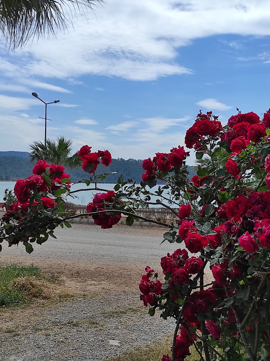 Günbatımı Muhabbeti - 2