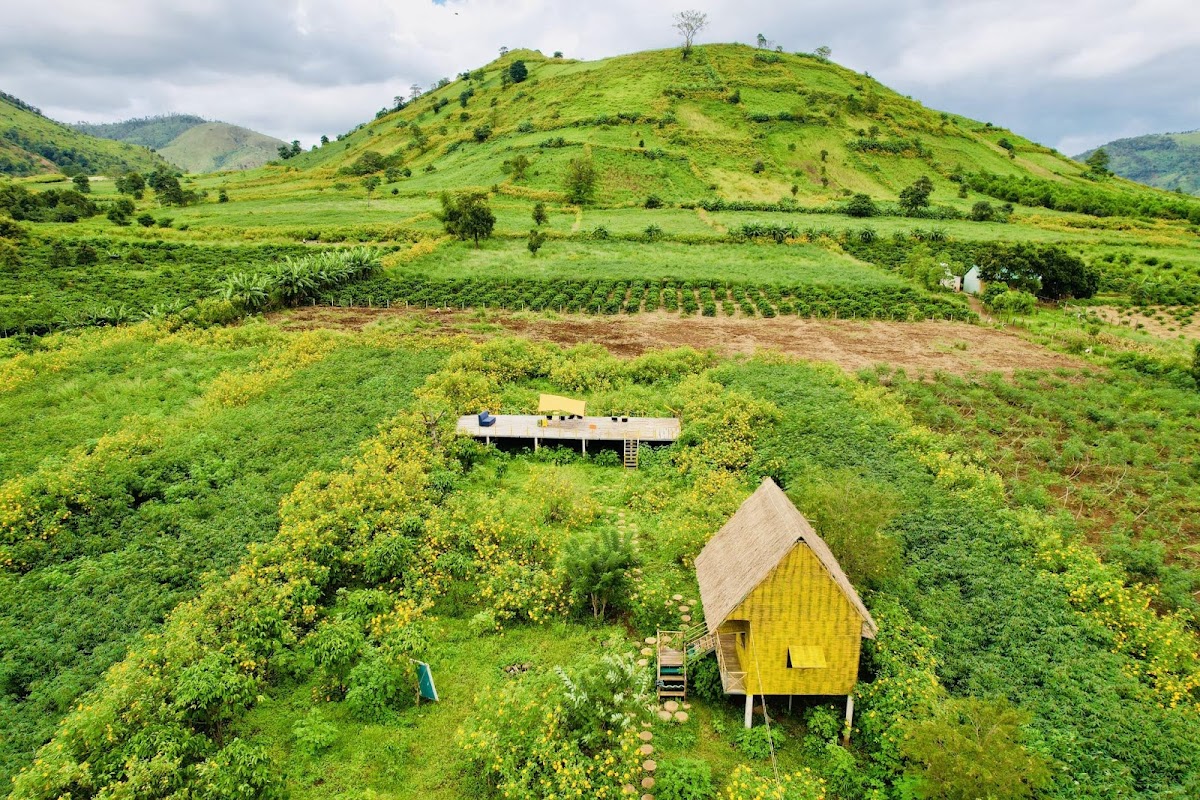 Tiệm cà phê hoa Dã quỳ - núi lửa Chư Đang Ya - 3