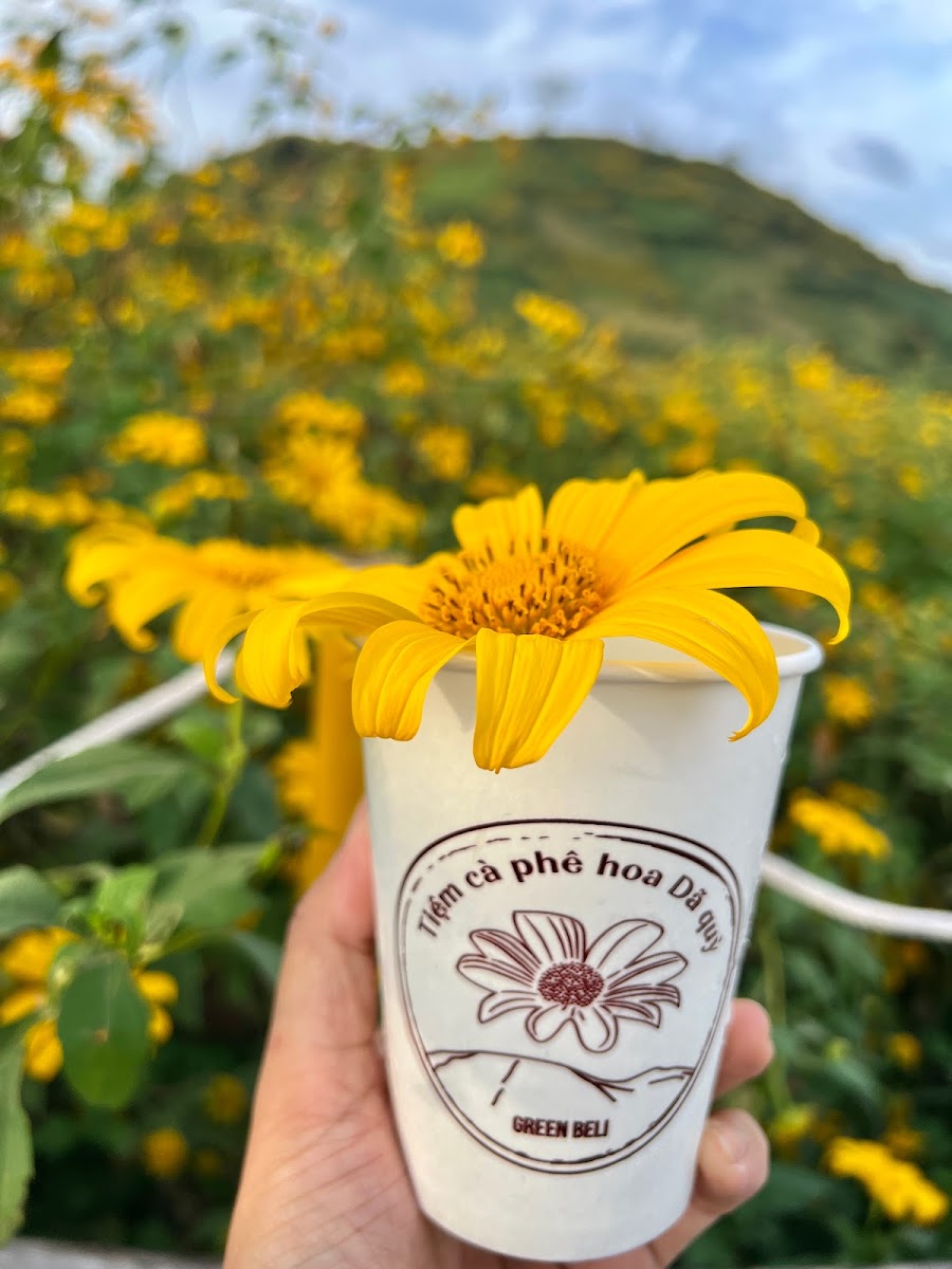 Tiệm cà phê hoa Dã quỳ - núi lửa Chư Đang Ya - 7