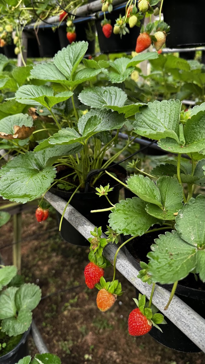 Royal Berry Strawberry Park & Cafe - 4