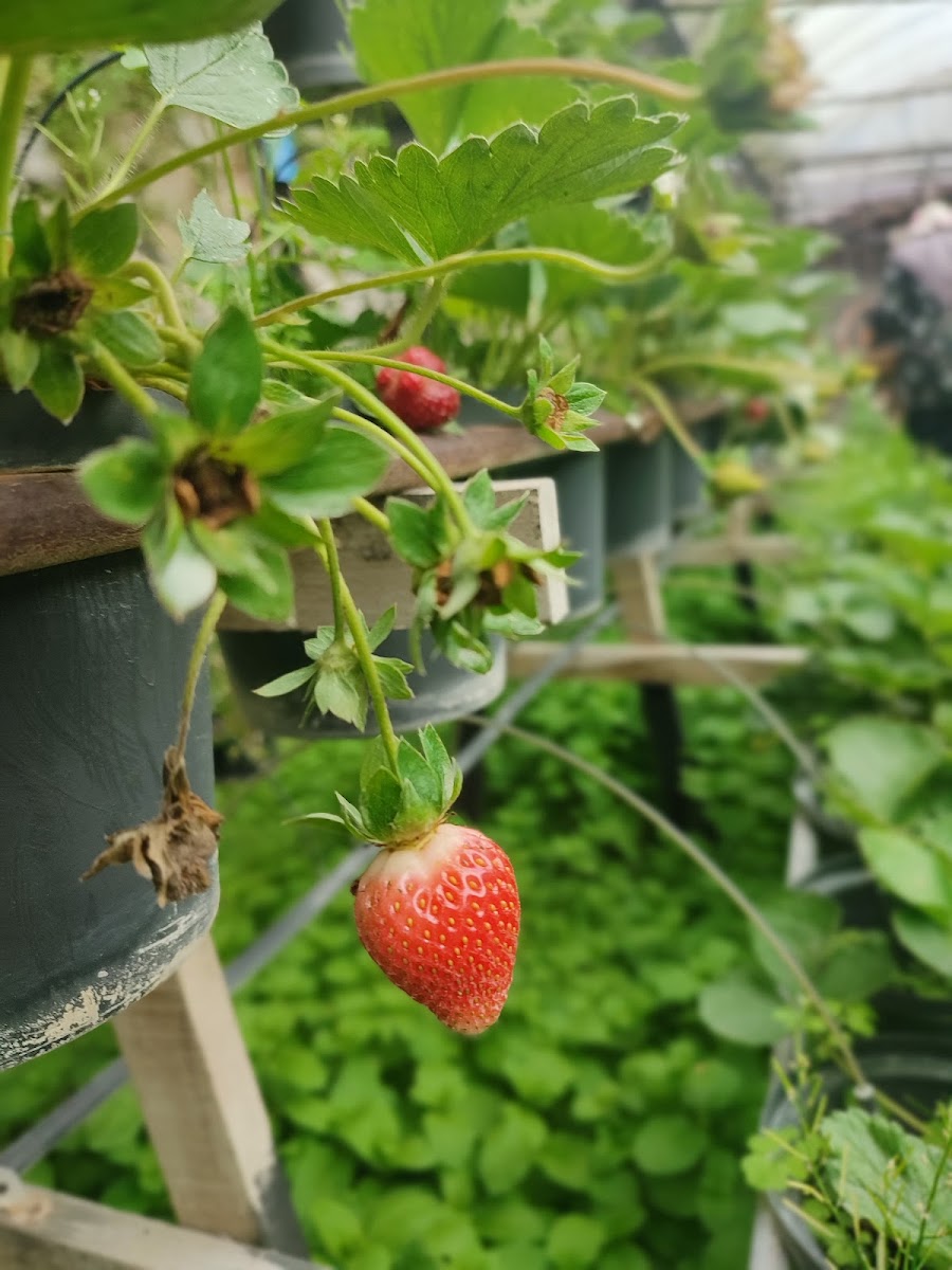 Royal Berry Strawberry Park & Cafe - 6