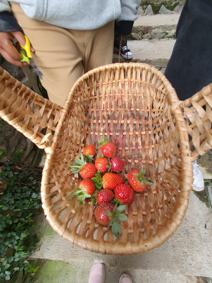 Royal Berry Strawberry Park & Cafe - 7