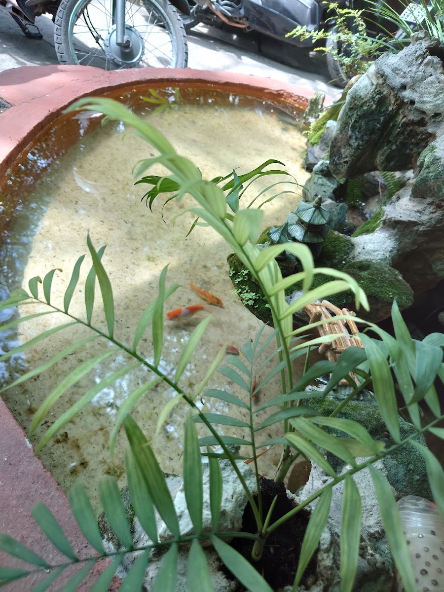 Green Garden Coffee võng - 7