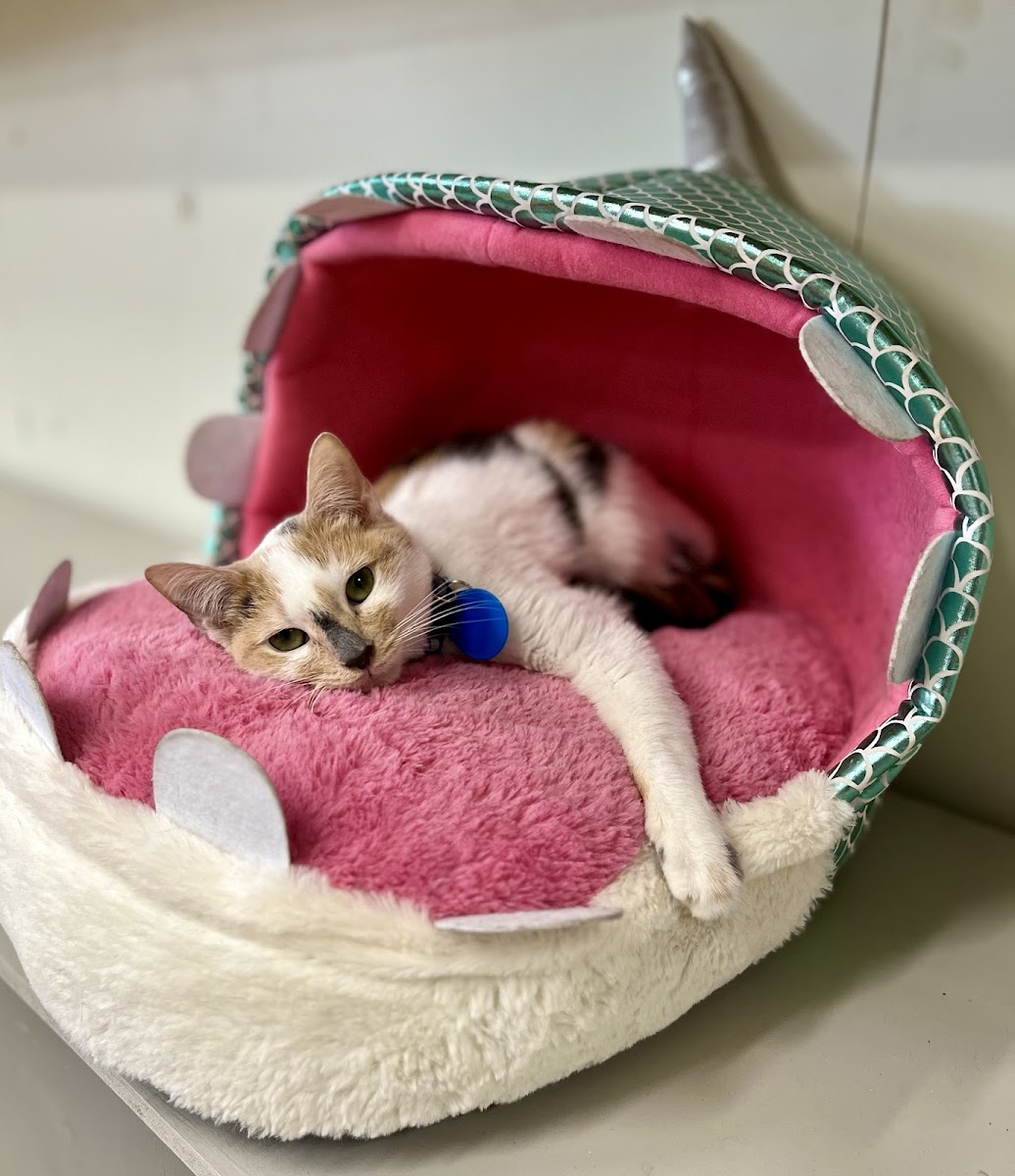 River Kitty Cafe - 10