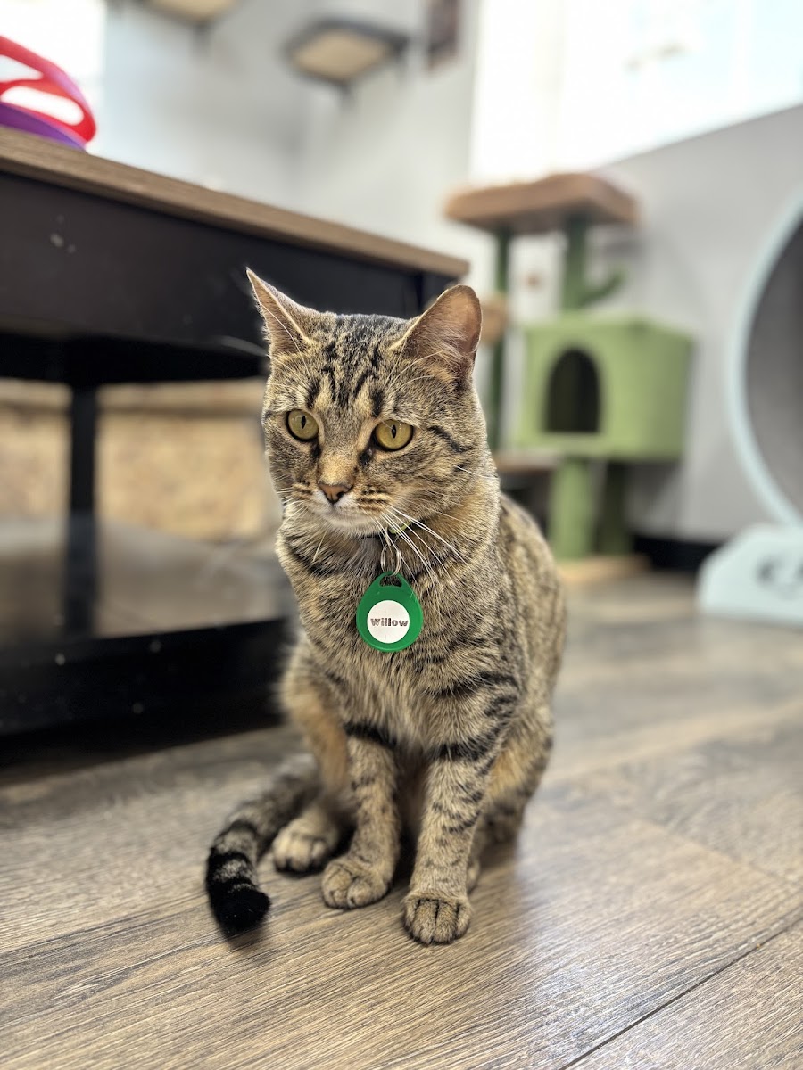 River Kitty Cafe - 3