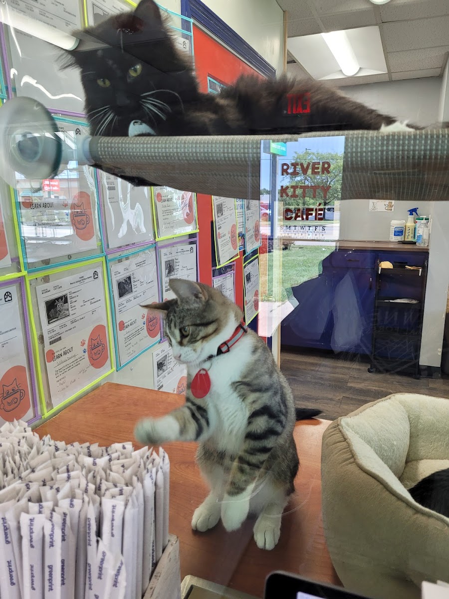 River Kitty Cafe - 4