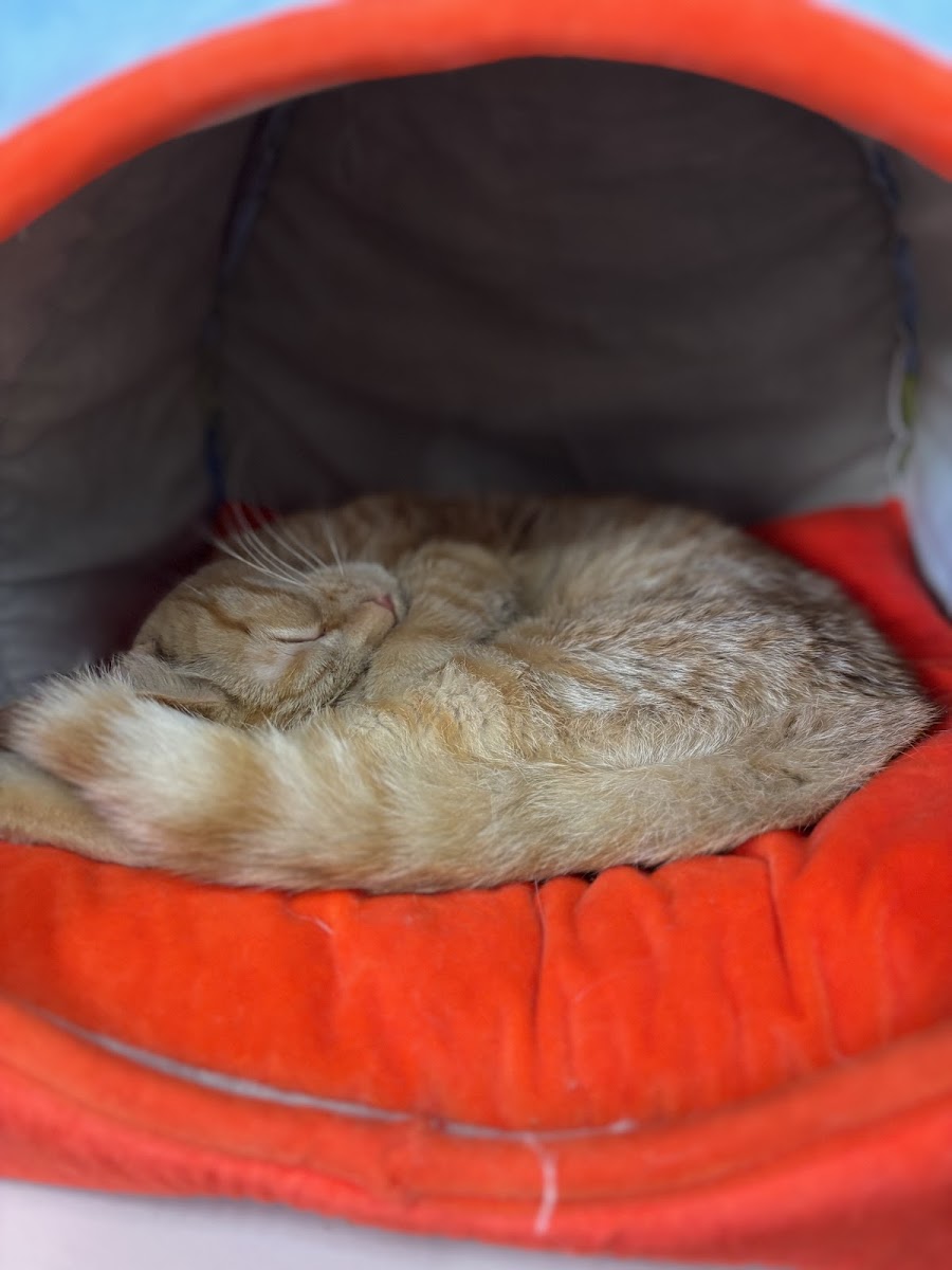 River Kitty Cafe - 9