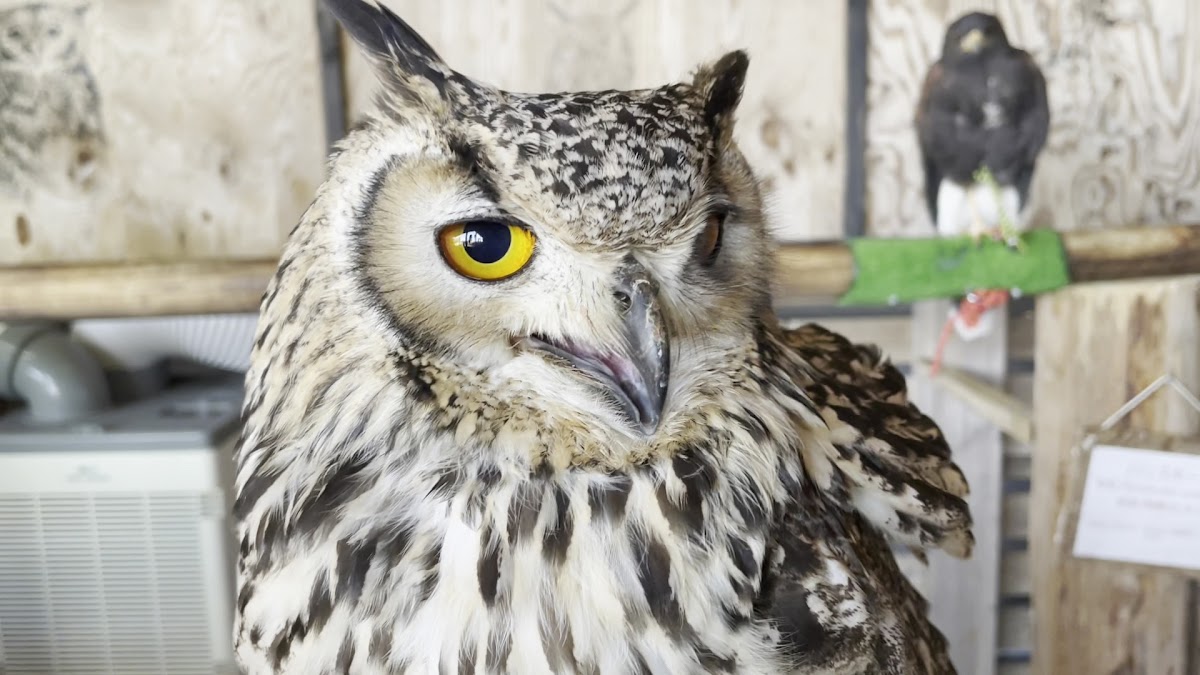 Fukaya Kacho Cafe - 2