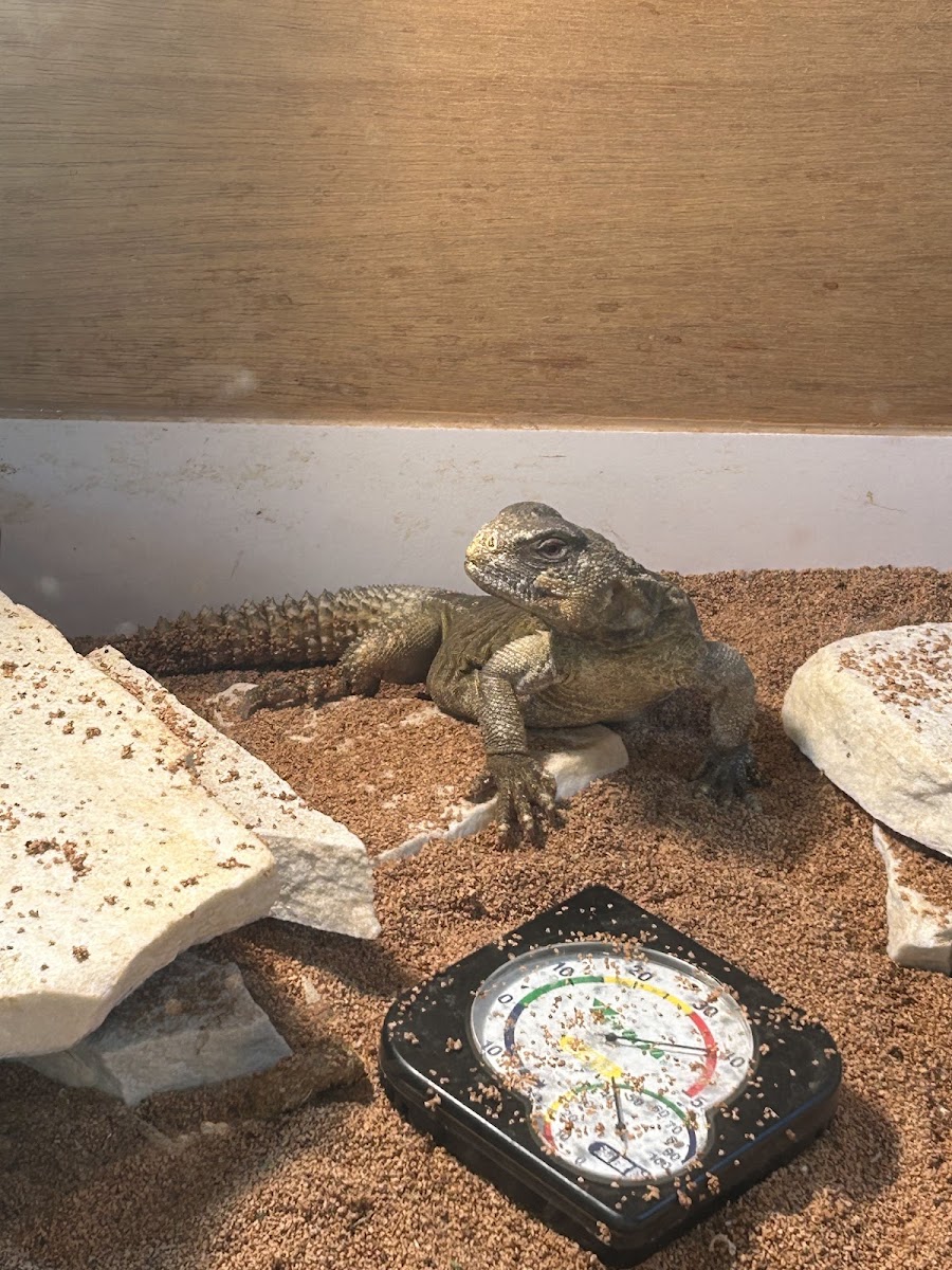 Fukaya Kacho Cafe - 6