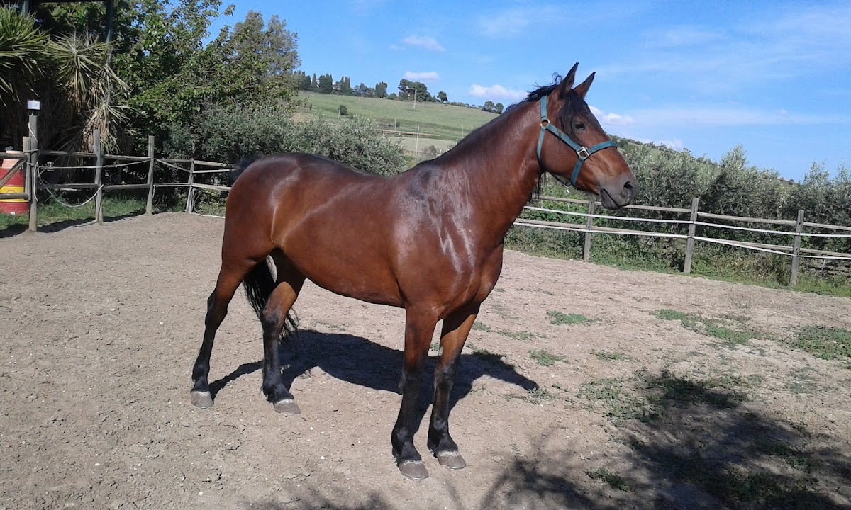 Gran Caffe Mozart Luigi Di Nucci