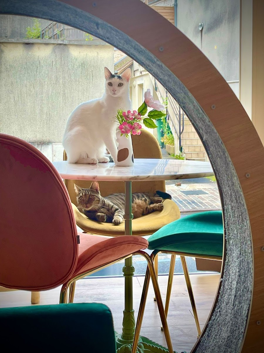 Ronrons et Latte - 3