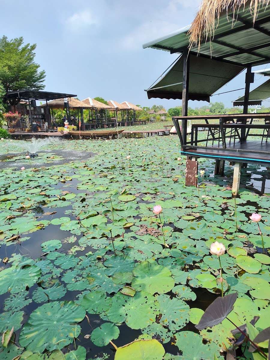 Absorbed Cafe - ดูดดื่มคาเฟ่ นครชัยศรี - 4