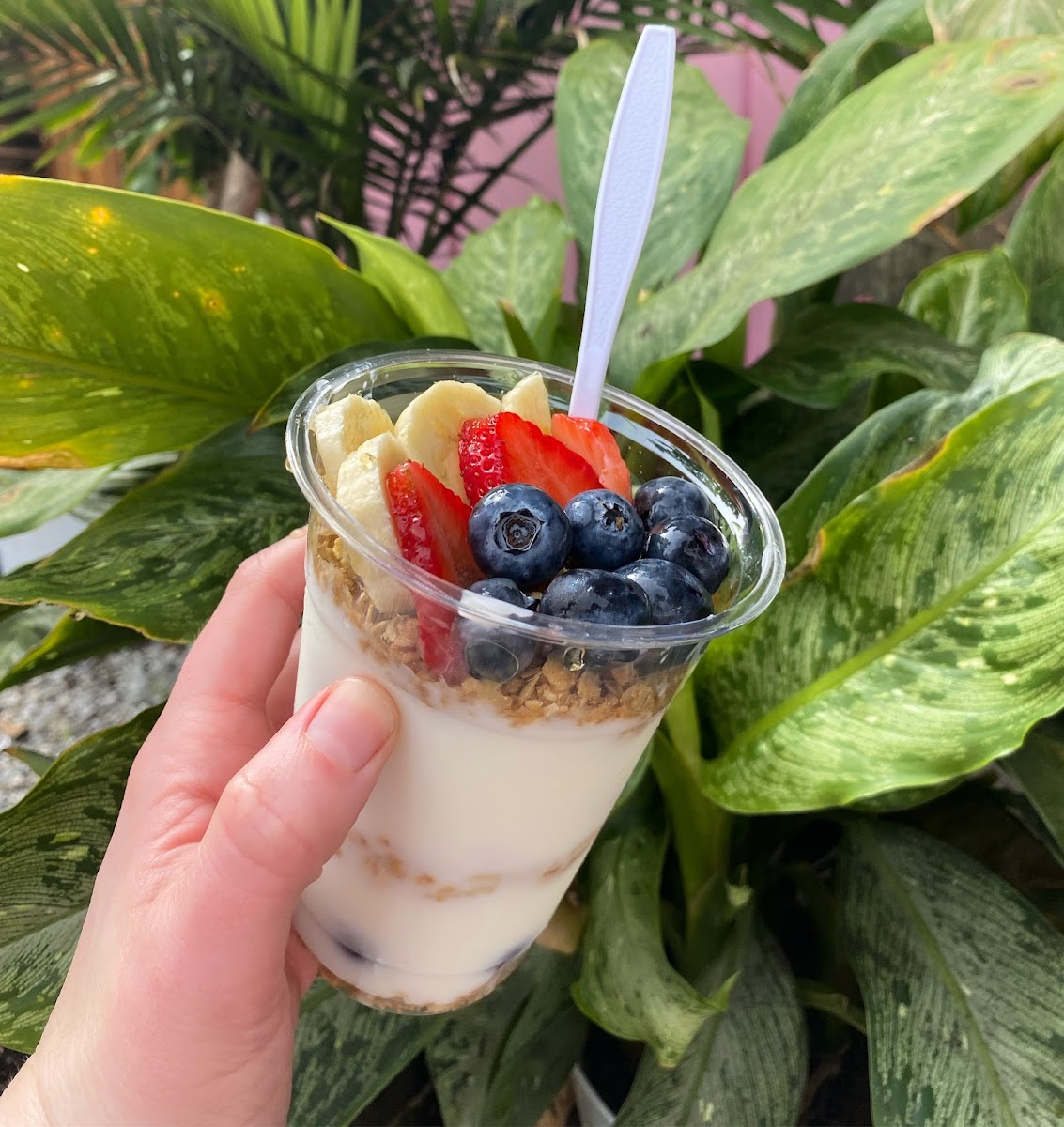 The Prickly Palm - 8