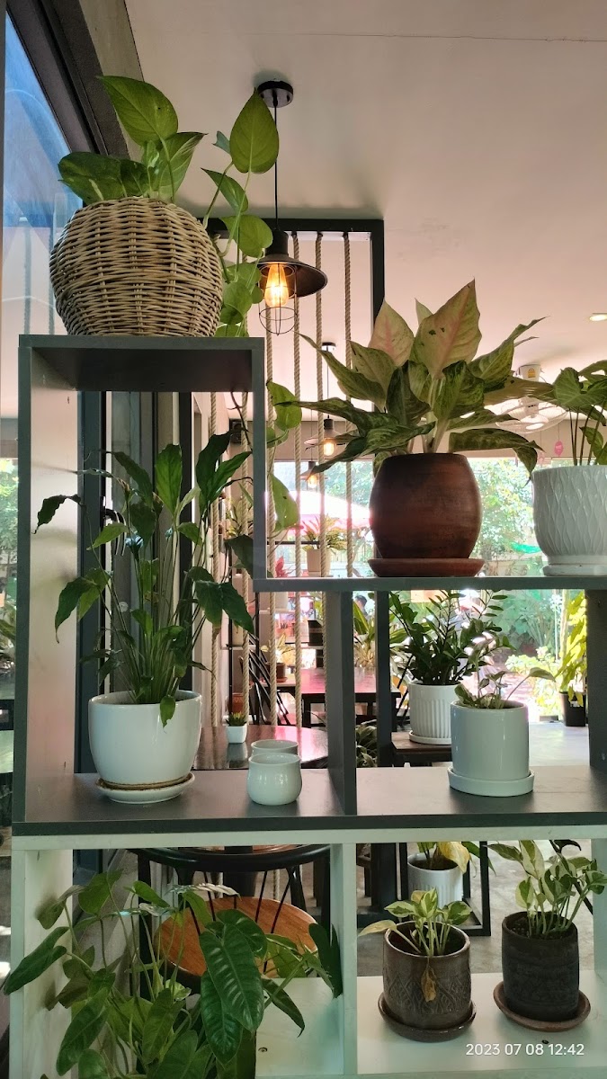 DNJ Coffee and Milk tea - 4