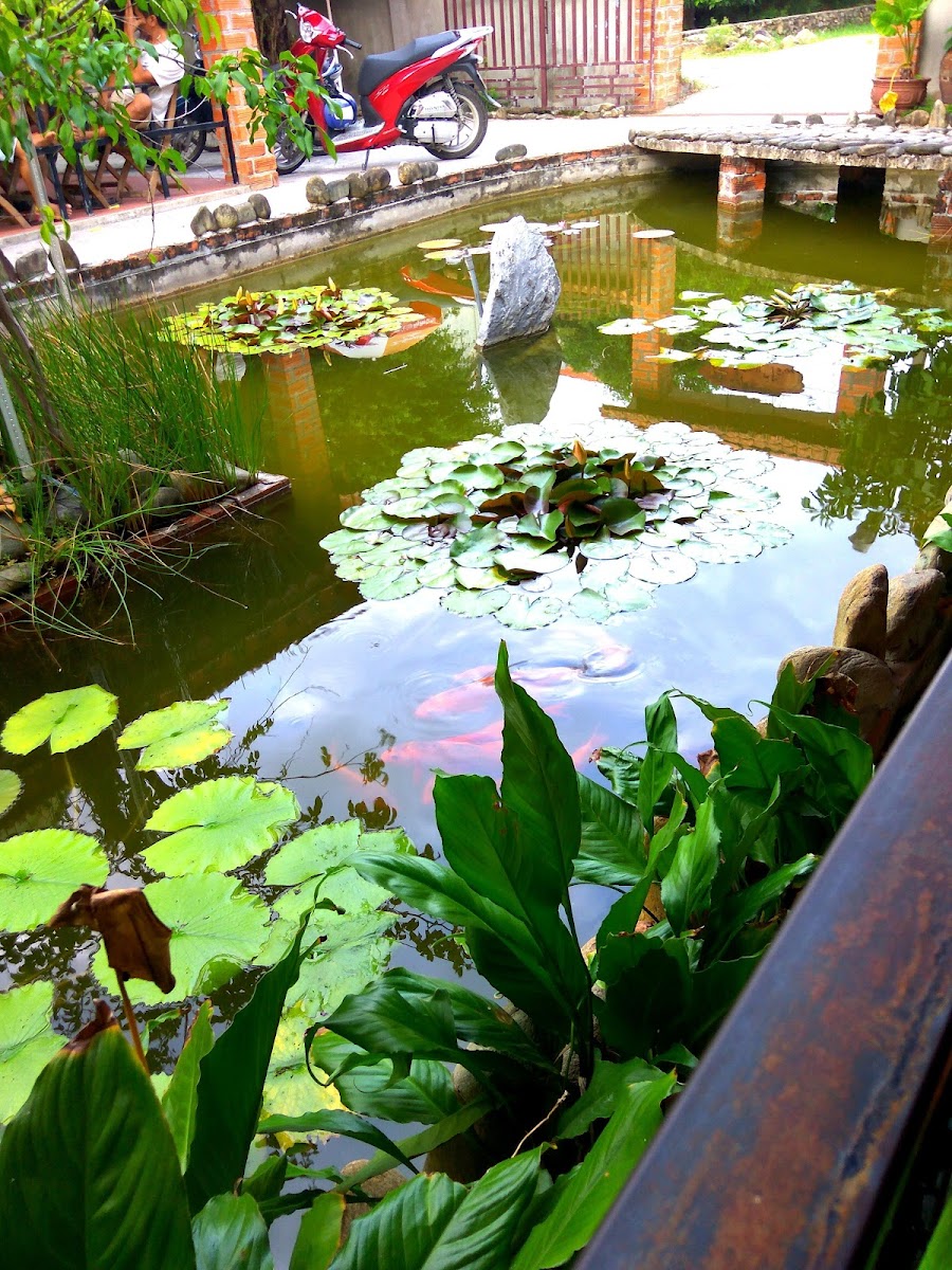 Cafe Music Không Tên