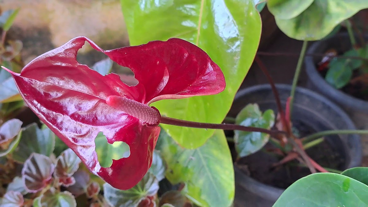 Best Bakery & Coolbar