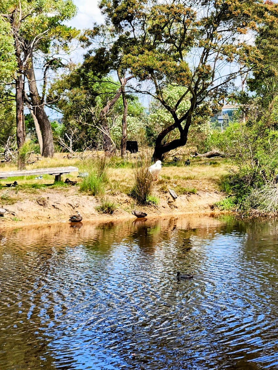 Sages Cottage Farm Cafe - 4