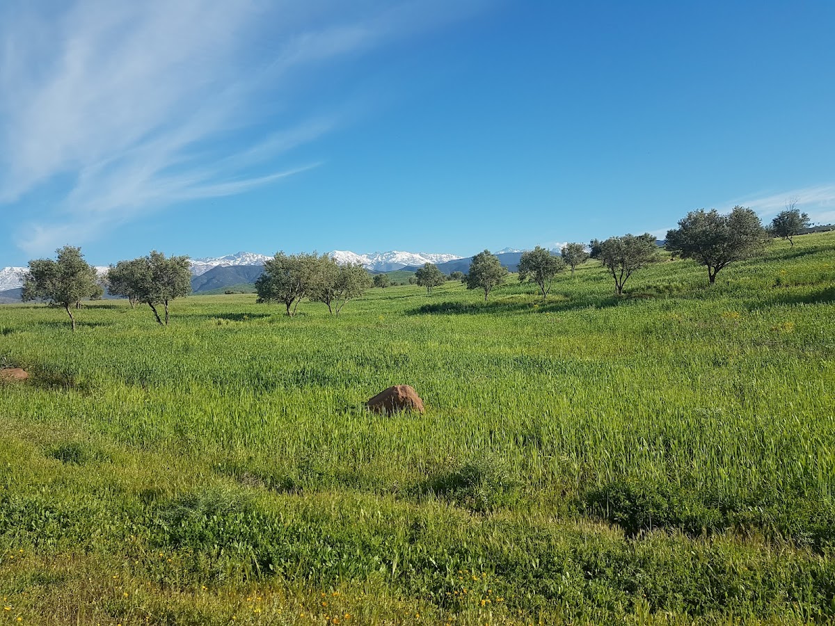 Cafe El Mouatamid - 3