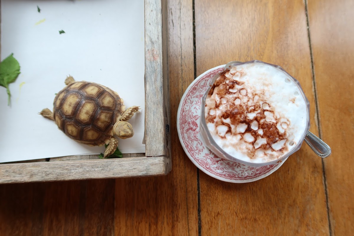 Little Art Coffee - 6