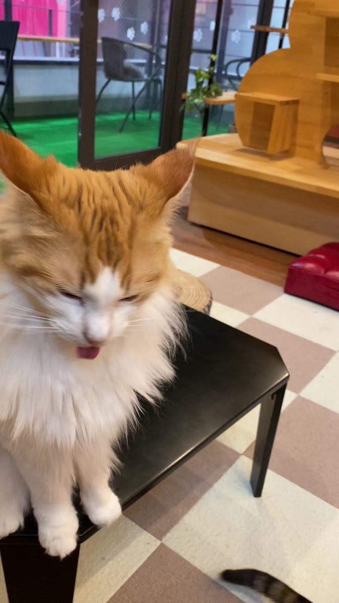 Cat Cafe Hinatanomado - 2