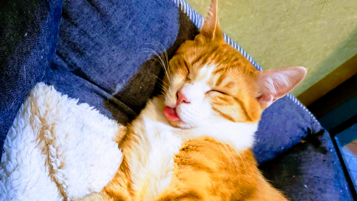 Cat Cafe Hinatanomado - 4