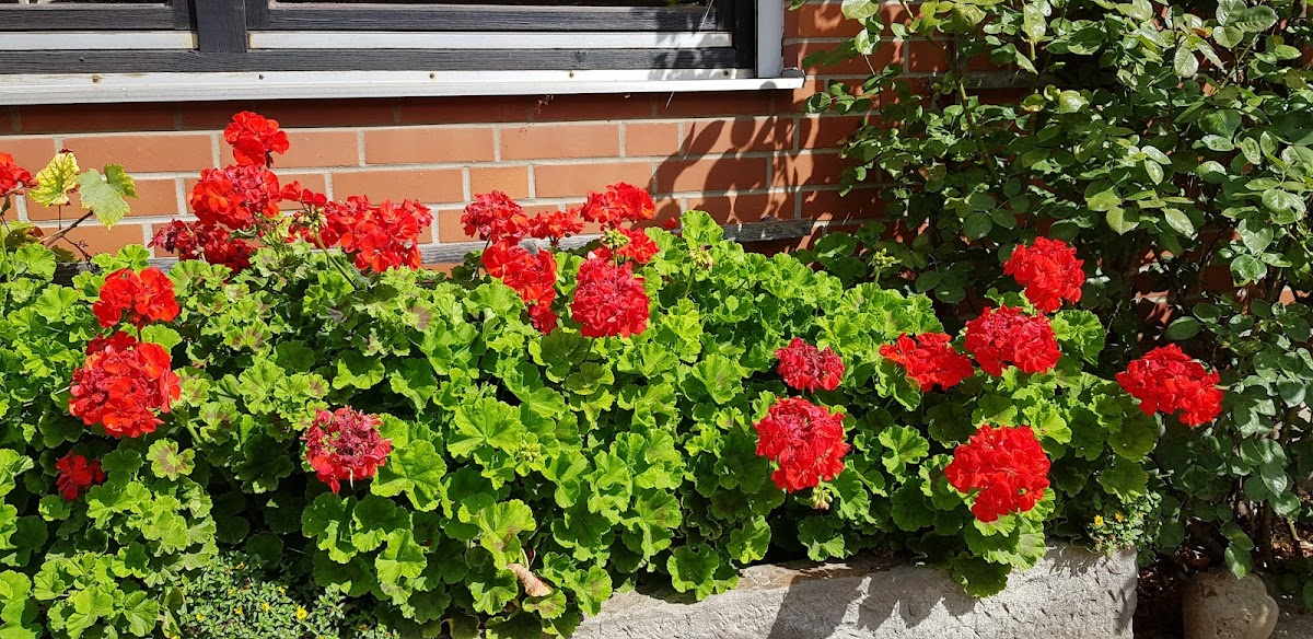 Hof Reuer - Hans-Jürgen Reuer - 2