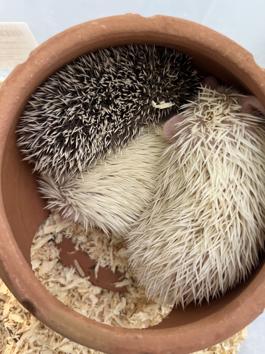 Racha Meow ราชาเหมียว cafe and restaurant - 3