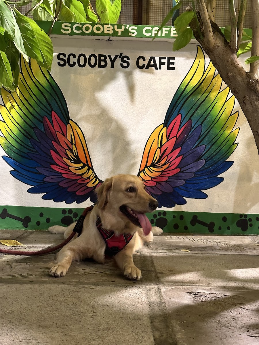 Scooby's cafe - 4