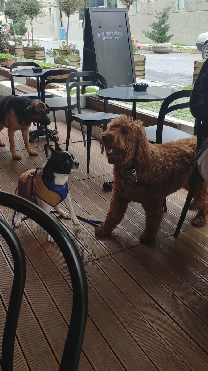 Noir Pit Coffee Co. Gokturk - 2