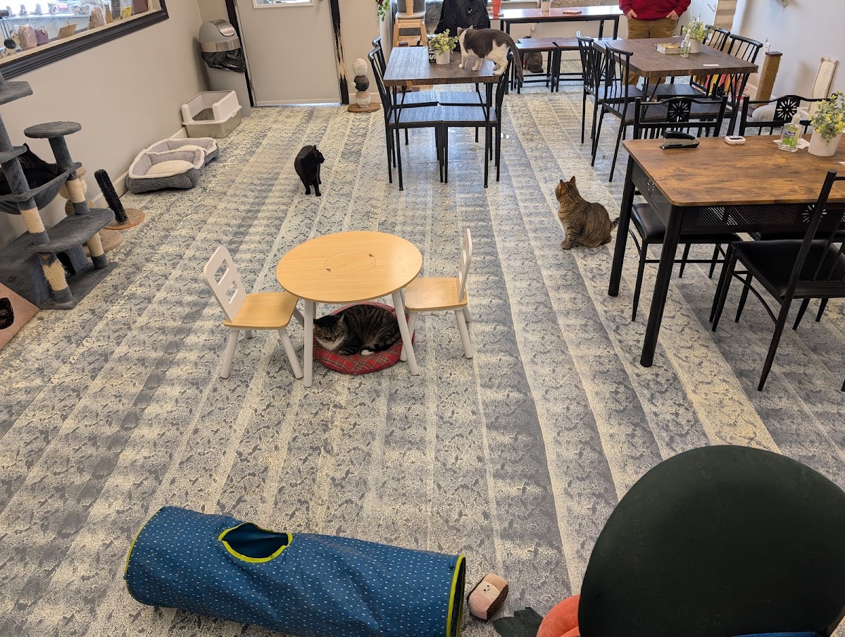 Whimsical Whiskers CatFae & Rescue