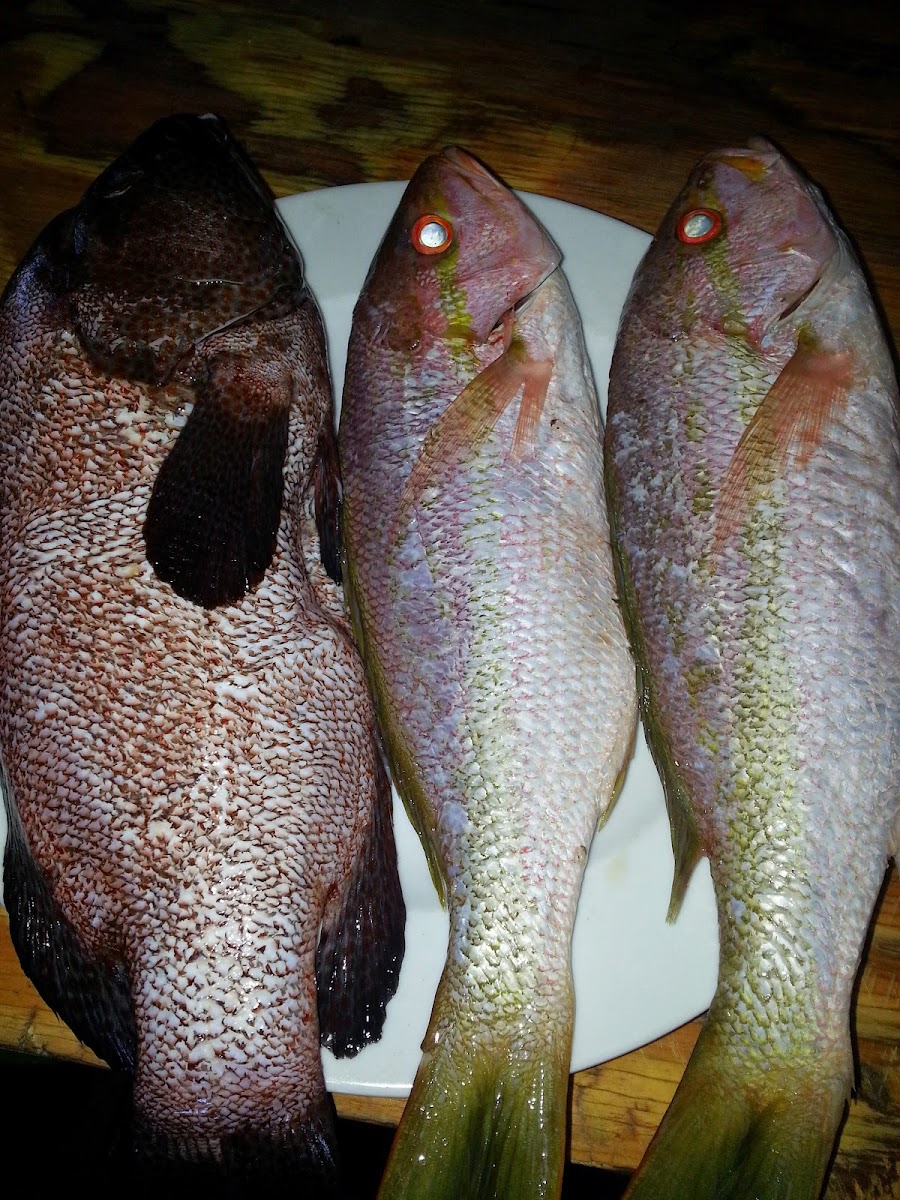 Restaurante pachi - 8