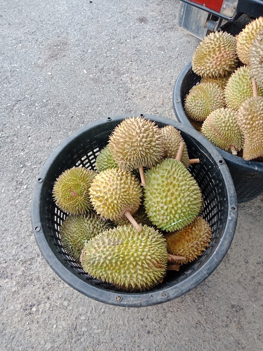 Kedai Kopi Tong Kam Loi 金業茶室 - 3