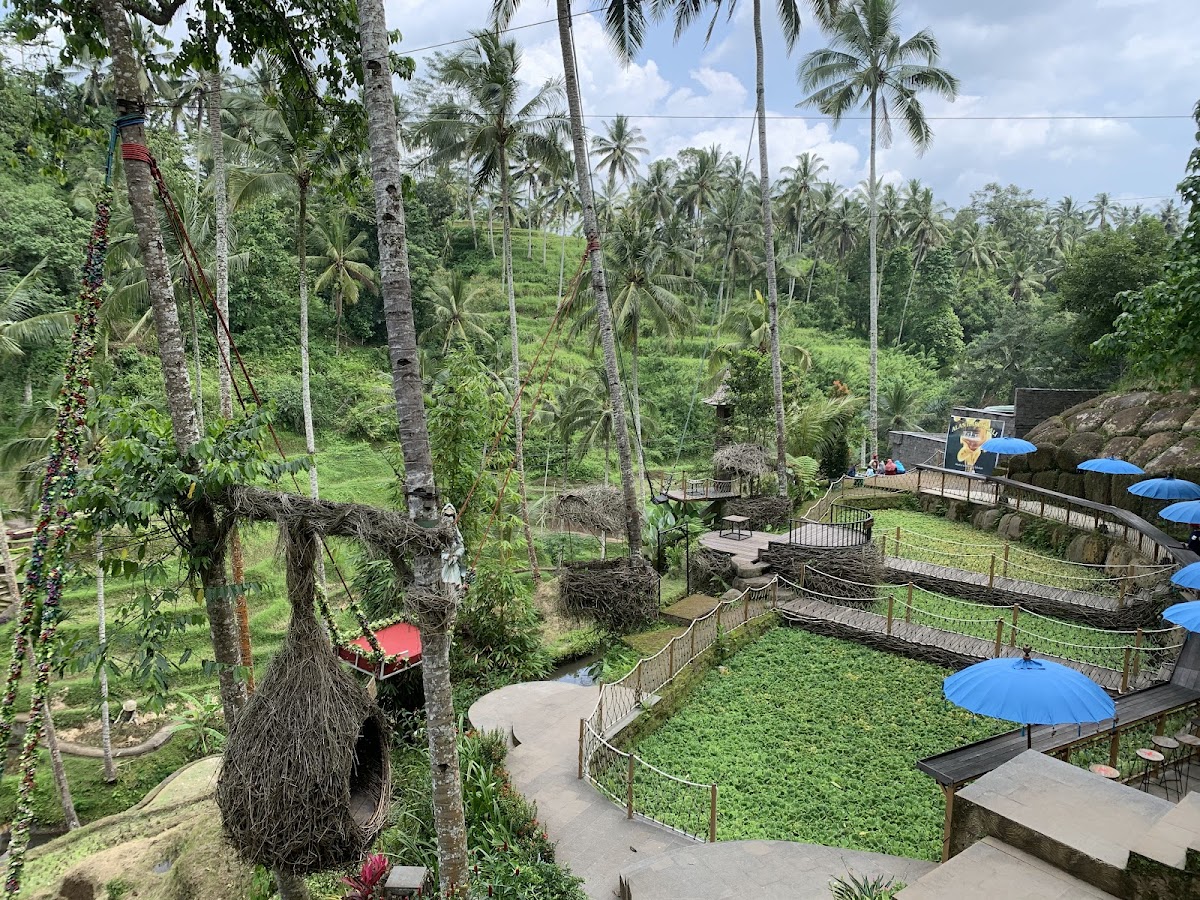 Luwak Coffee Agro Alas Harum Bali - 4