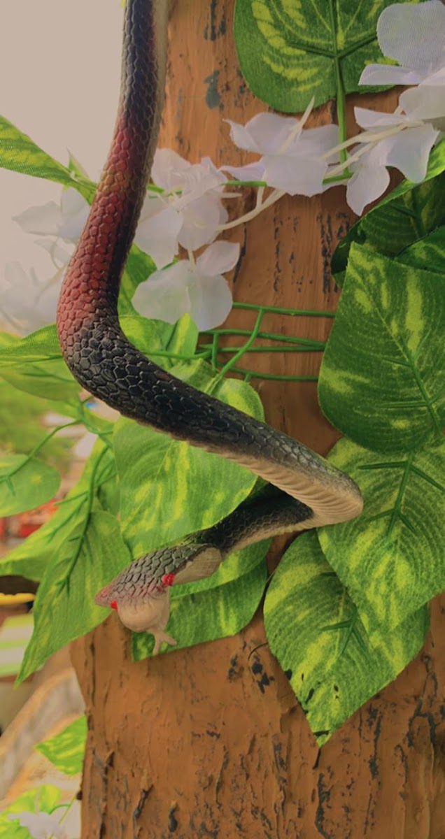 DARK BITE JUNGLE - 9