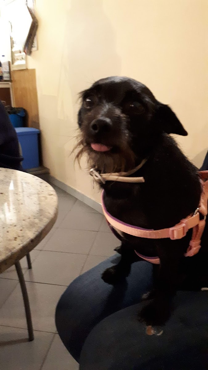 Cafe' Del Canton Di Pent Fulvio - 2