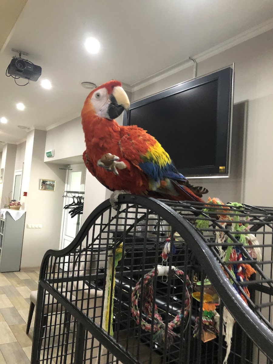 The Bremen Town Musicians - 4