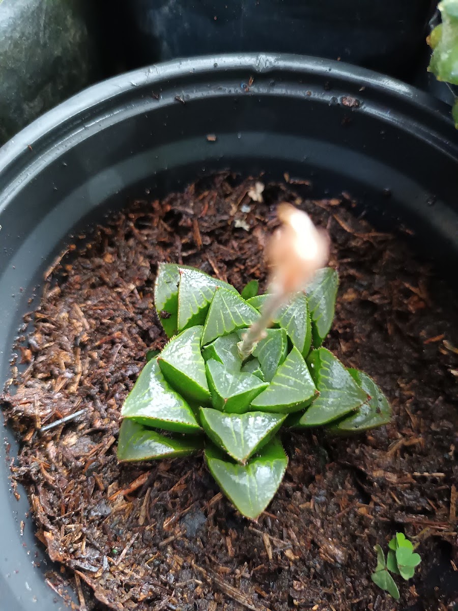 Vivero La Cienega - 10