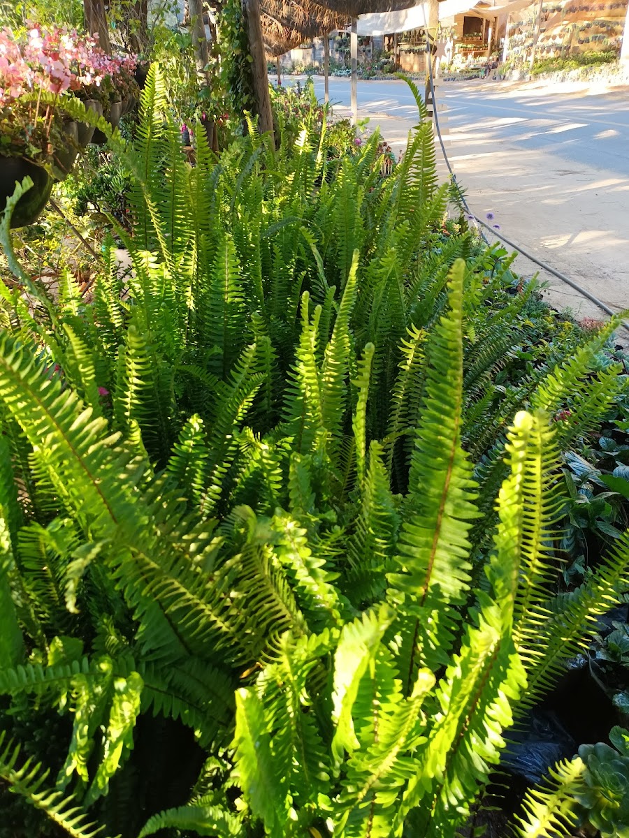 Vivero La Cienega - 2