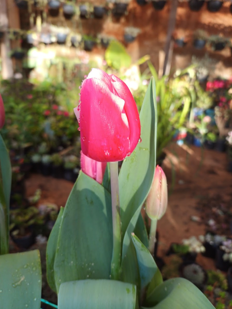 Vivero La Cienega - 3