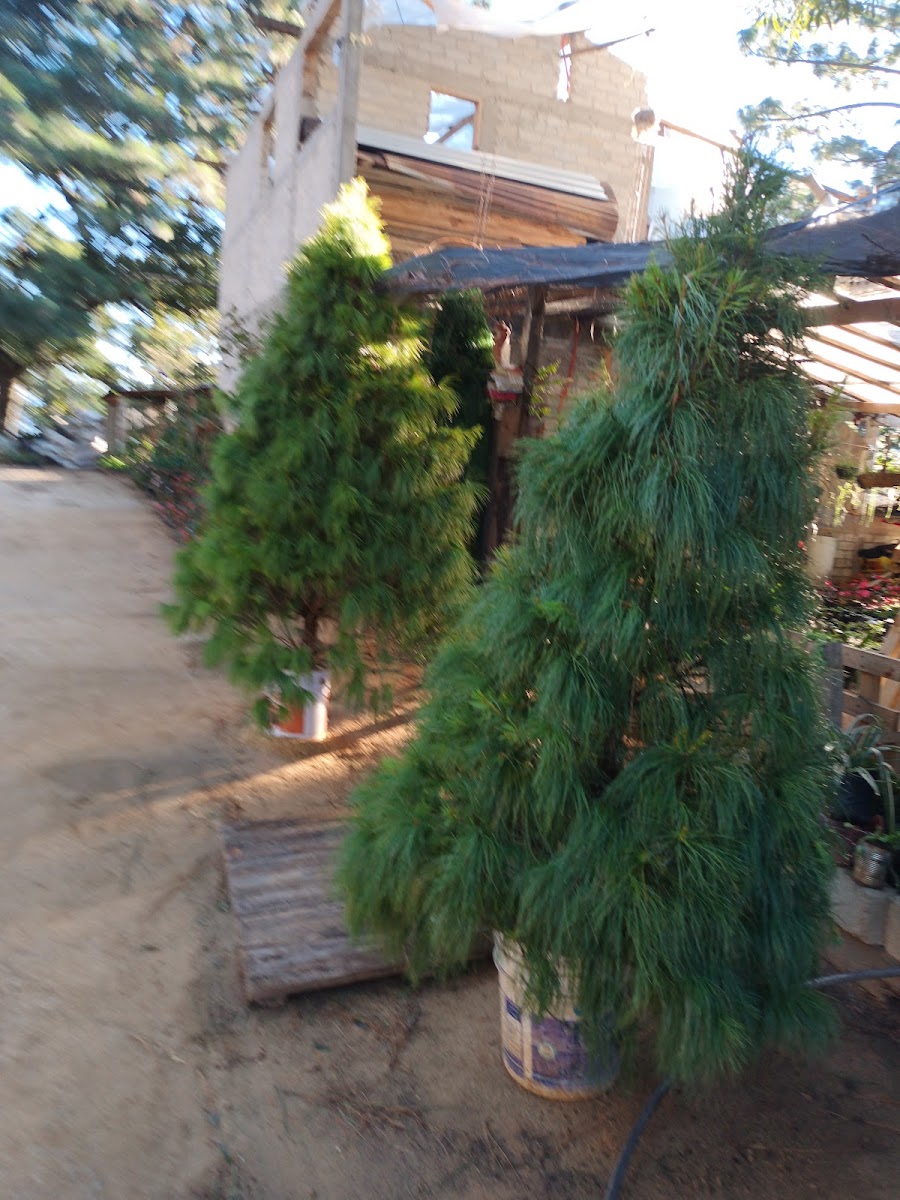 Vivero La Cienega - 4