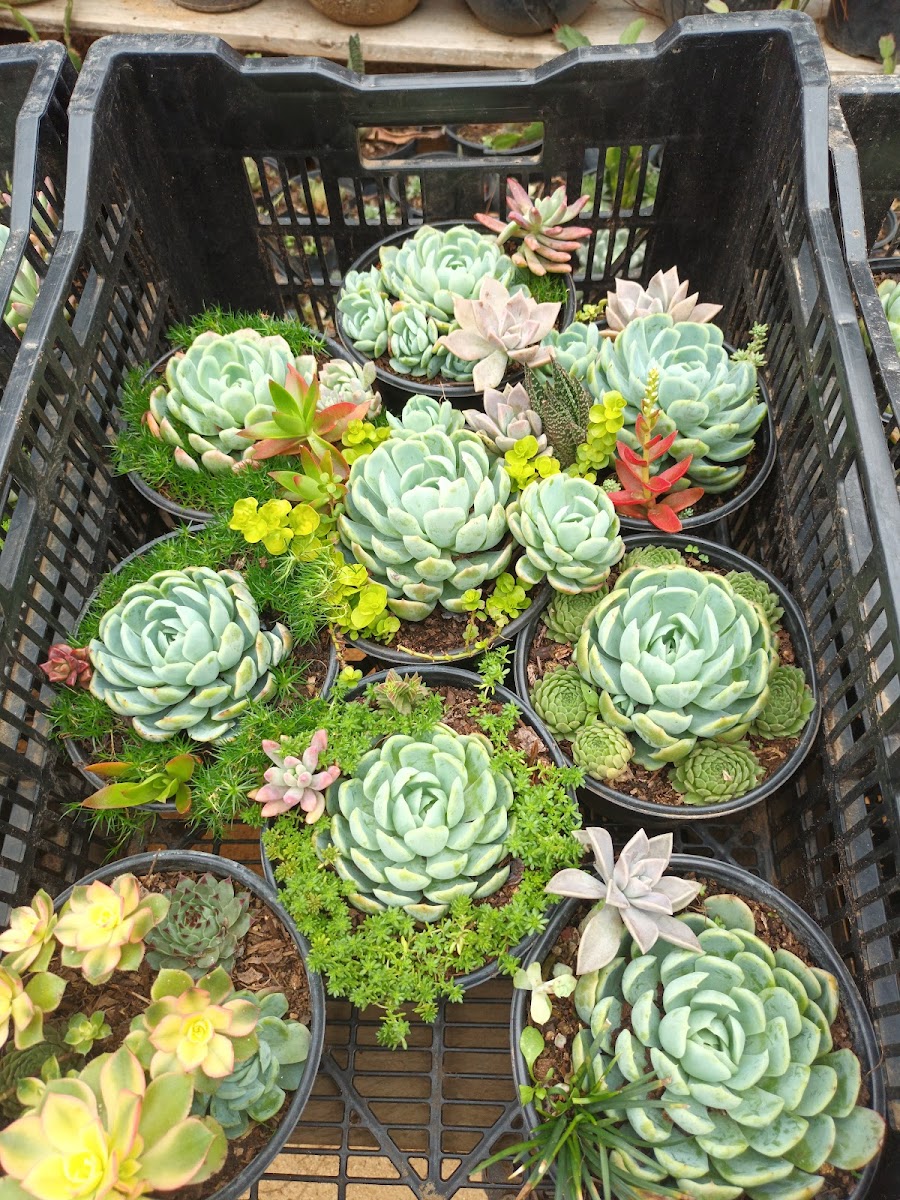 Vivero La Cienega - 5