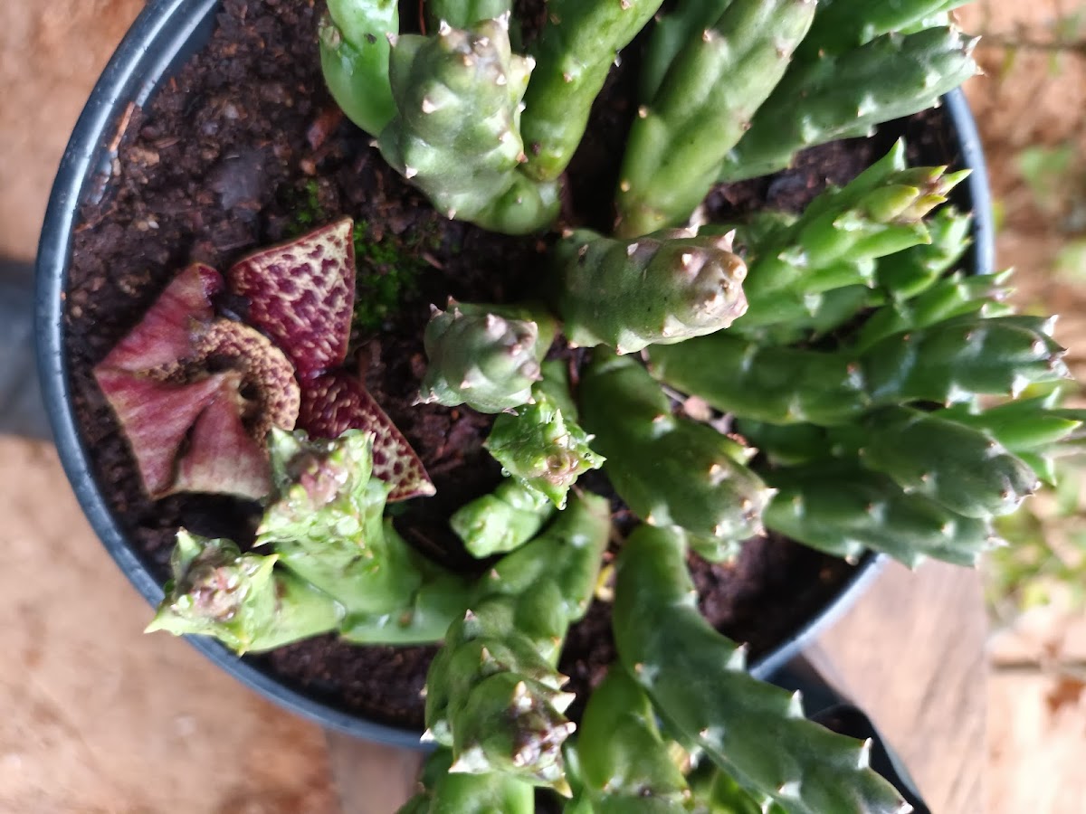 Vivero La Cienega - 6