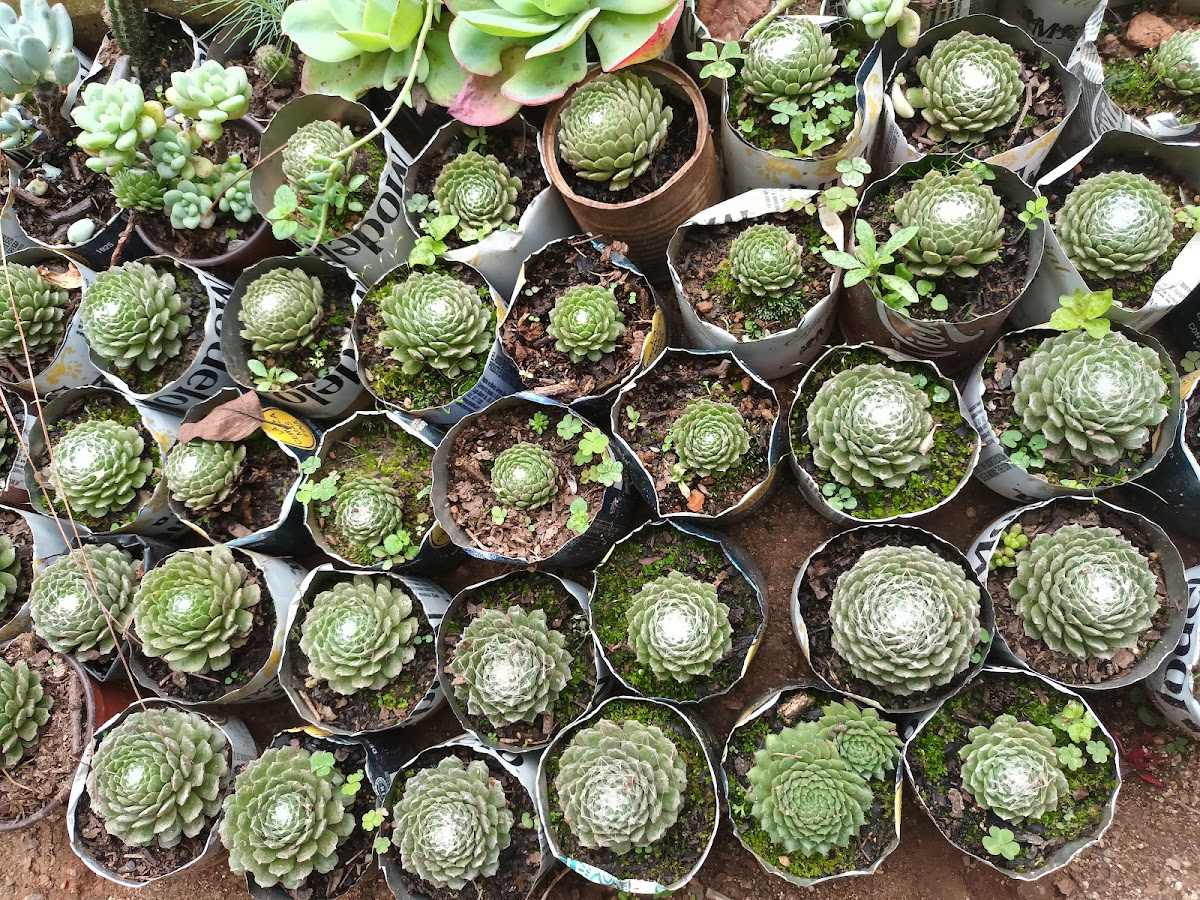 Vivero La Cienega - 7