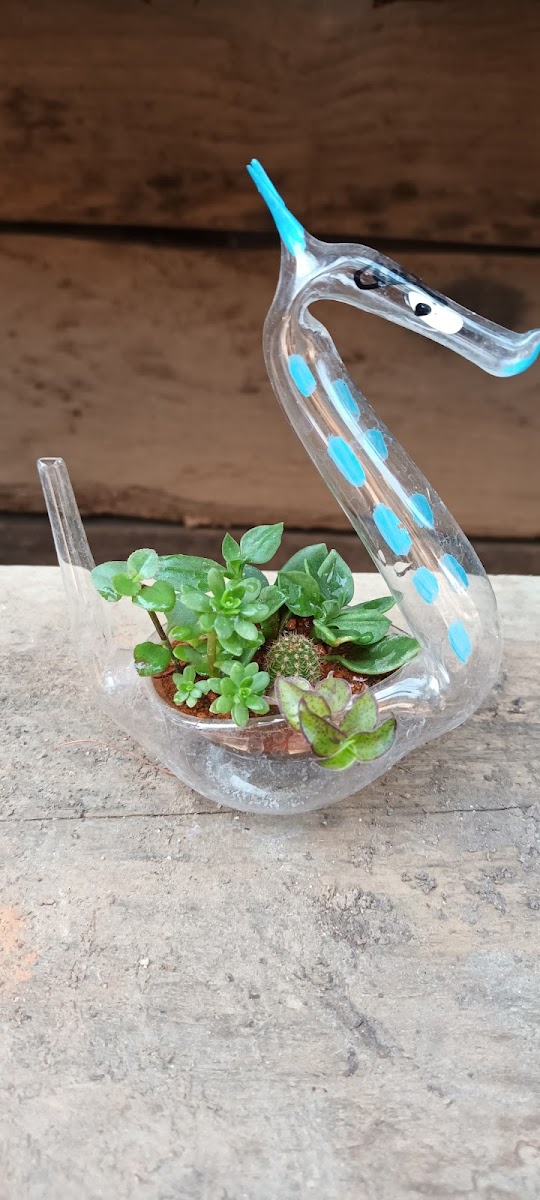 Vivero La Cienega - 9